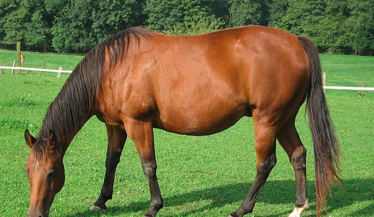 Rabies Alert Issued for Southwest Miami-Dade Following Horse Testing Positive