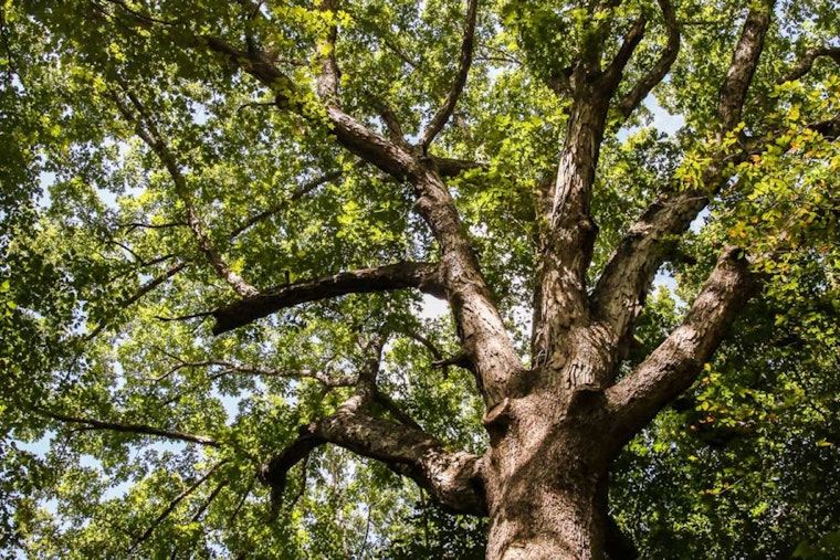 Raleigh Calls for Nominations to Crown the 2025 Tree of the Year
