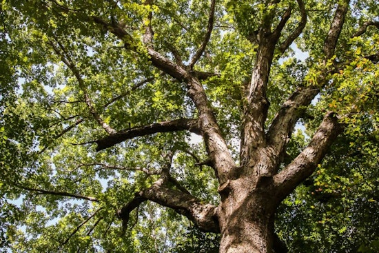Raleigh Calls for Nominations to Crown the 2025 Tree of the Year
