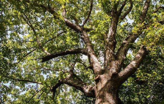 Raleigh Calls for Nominations to Crown the 2025 Tree of the Year