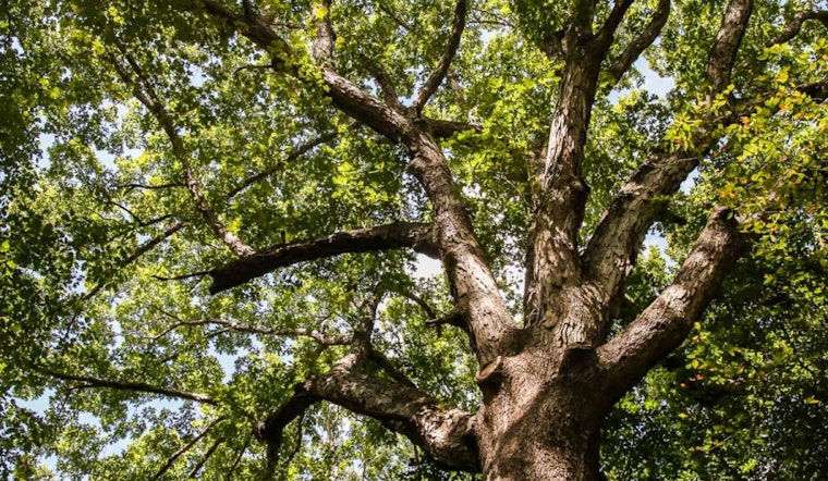 Raleigh Calls for Nominations to Crown the 2025 Tree of the Year