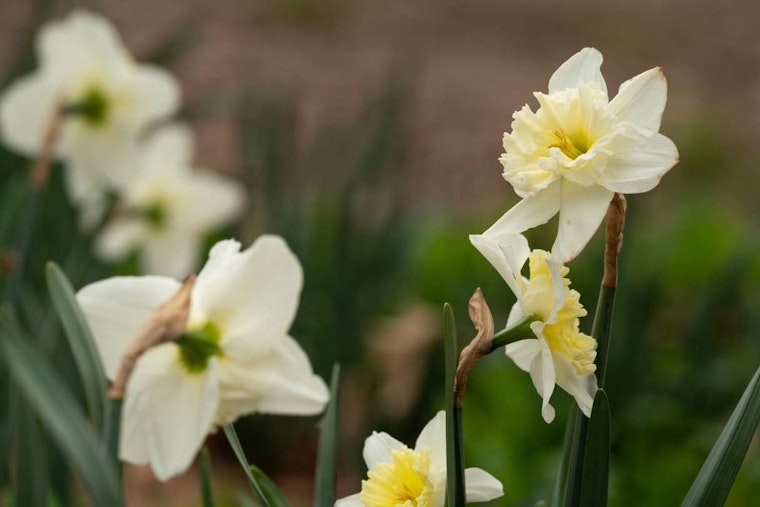 Raleigh Celebrates 100 Years of Green Thumbs as City of Raleigh Museum Hosts Free Exhibition for Garden Club Centennial