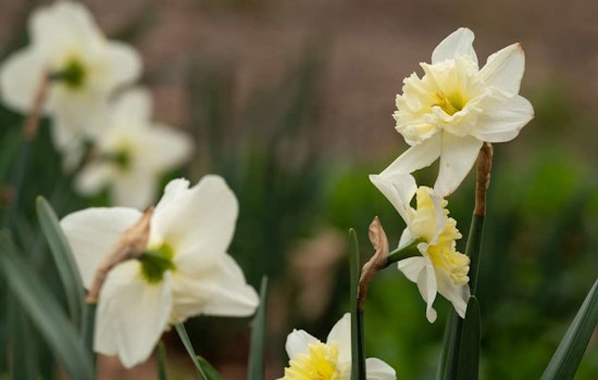 Raleigh Celebrates 100 Years of Green Thumbs as City of Raleigh Museum Hosts Free Exhibition for Garden Club Centennial