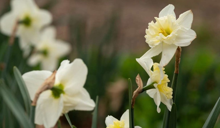 Raleigh Celebrates 100 Years of Green Thumbs as City of Raleigh Museum Hosts Free Exhibition for Garden Club Centennial
