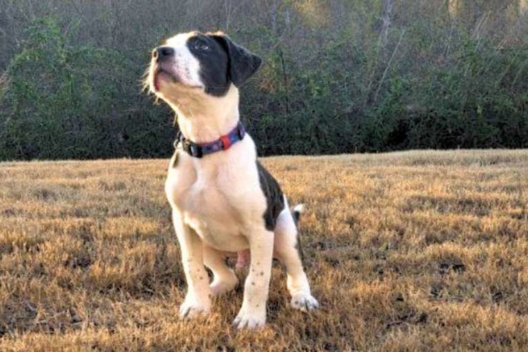 Raleigh Family's Unexpected Valentine, How a Lost Pup Found His Forever Home with the Jandres