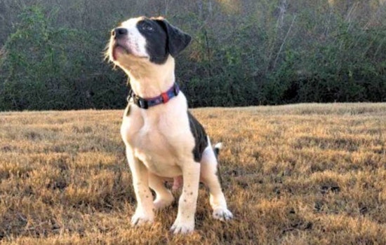 Raleigh Family's Unexpected Valentine, How a Lost Pup Found His Forever Home with the Jandres