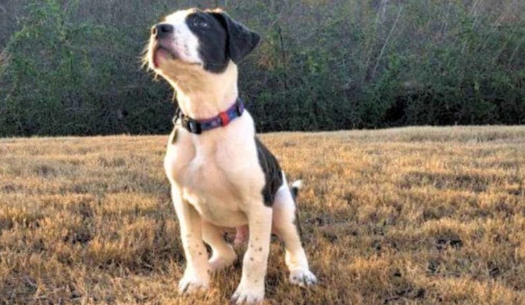 Raleigh Family's Unexpected Valentine, How a Lost Pup Found His Forever Home with the Jandres
