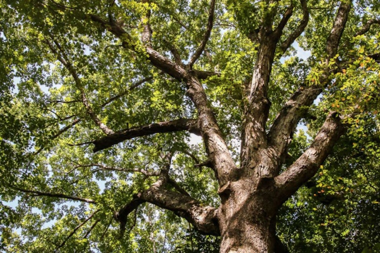 Raleigh Seeks Nominations for Coveted 2025 Tree of the Year Award
