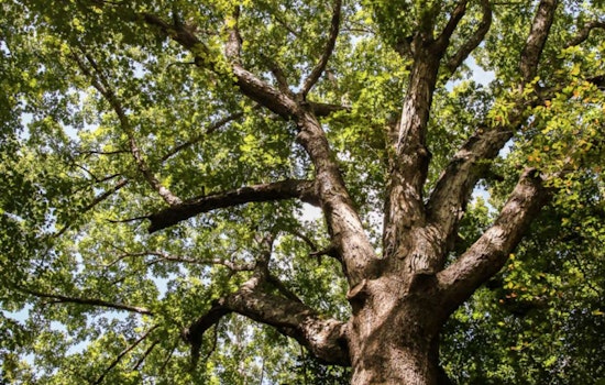 Raleigh Seeks Nominations for Coveted 2025 Tree of the Year Award