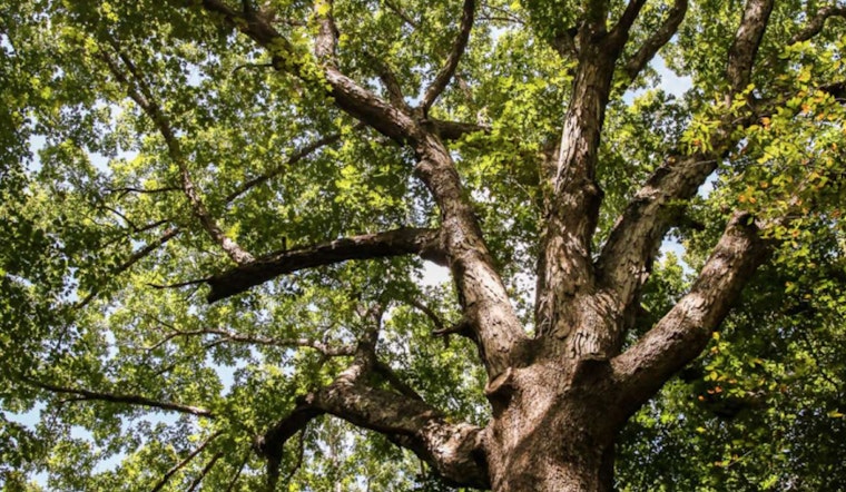Raleigh Seeks Nominations for Coveted 2025 Tree of the Year Award