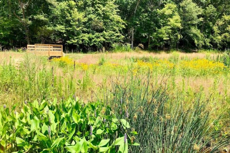 Raleigh's Wooten Meadow Park Unveils Educational Enhancements for Community-Led Wetland Monitoring