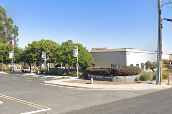Richmond Pug's Alleged Abuse Case Shifts to Contra Costa Animal Services Amidst Public Uproar