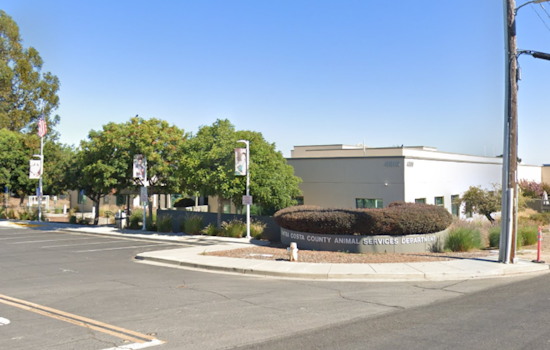 Richmond Pug's Alleged Abuse Case Shifts to Contra Costa Animal Services Amidst Public Uproar