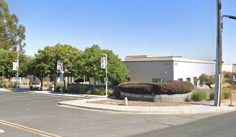 Richmond Pug's Alleged Abuse Case Shifts to Contra Costa Animal Services Amidst Public Uproar