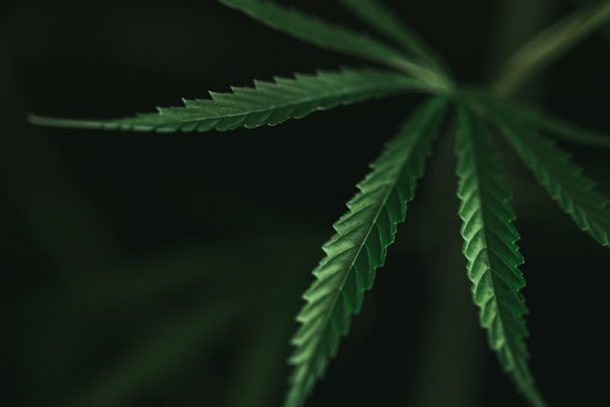 Sacramento Secures $1.68 Million State Grant to Promote Equality in Cannabis Industry