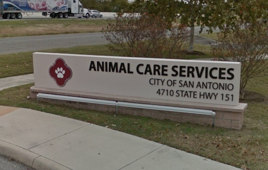 San Antonio's Animal Care Services Warns Pet Owners to Shelter Animals Amidst Freezing Temperatures