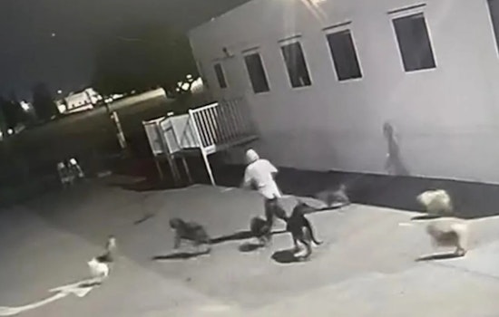 San Bernardino Animal Shelter Intruder Frees 25 Dogs; Search Continues for Missing Chihuahua