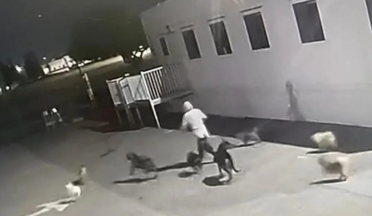 San Bernardino Animal Shelter Intruder Frees 25 Dogs; Search Continues for Missing Chihuahua