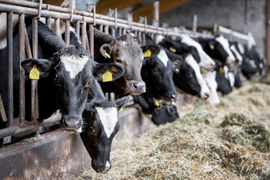 San Bernardino County Detects H5N1 Bird Flu in Four Dairy Farms, Health Officials Advise Vigilance and Safety Measures