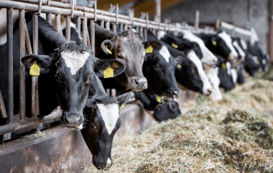 San Bernardino County Detects H5N1 Bird Flu in Four Dairy Farms, Health Officials Advise Vigilance and Safety Measures