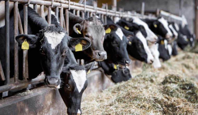 San Bernardino County Detects H5N1 Bird Flu in Four Dairy Farms, Health Officials Advise Vigilance and Safety Measures