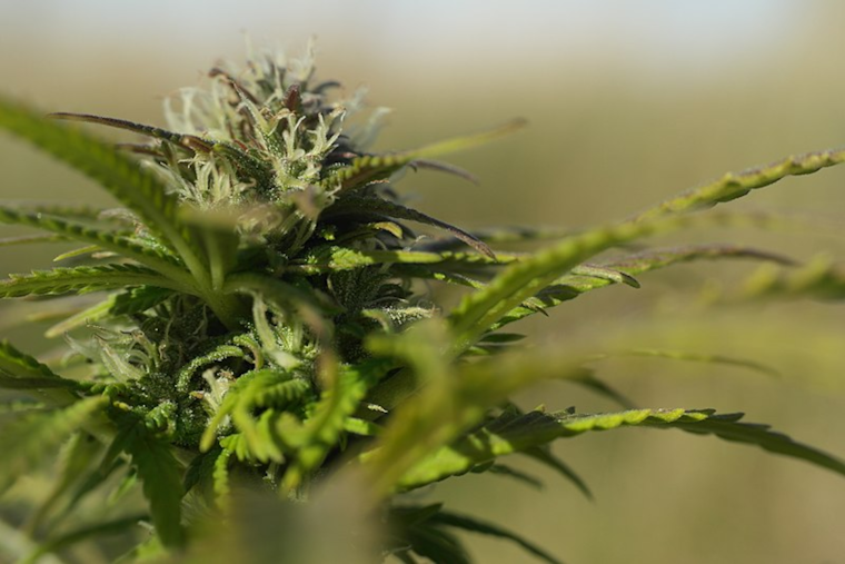 San Diego Cannabis Retailers Face 10% Tax Hike Amid Budget Crunch
