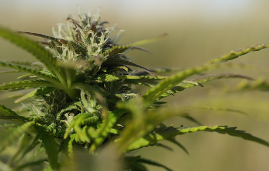 San Diego Cannabis Retailers Face 10% Tax Hike Amid Budget Crunch