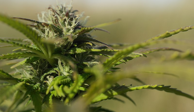 San Diego Cannabis Retailers Face 10% Tax Hike Amid Budget Crunch