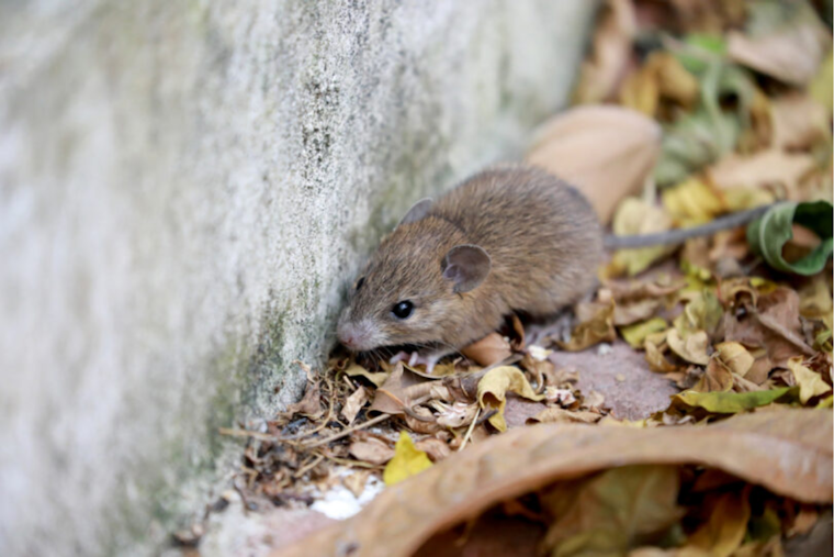 San Diego Mourns Loss of Betsy Hackman to Hantavirus, Highlights Need for Public Awareness and Prevention