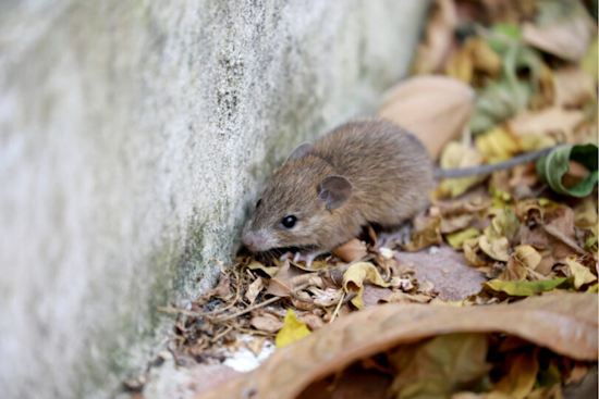 San Diego Mourns Loss of Betsy Hackman to Hantavirus, Highlights Need for Public Awareness and Prevention