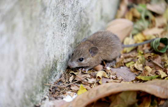 San Diego Mourns Loss of Betsy Hackman to Hantavirus, Highlights Need for Public Awareness and Prevention