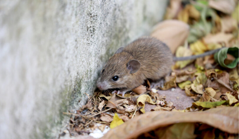 San Diego Mourns Loss of Betsy Hackman to Hantavirus, Highlights Need for Public Awareness and Prevention
