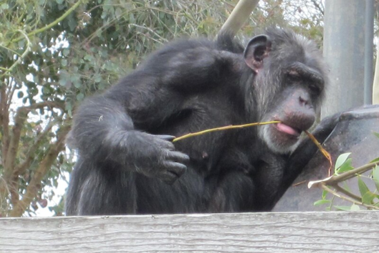 San Francisco Zoo Mourns Loss of Maggie, Beloved Chimpanzee and One of the Nation's Oldest