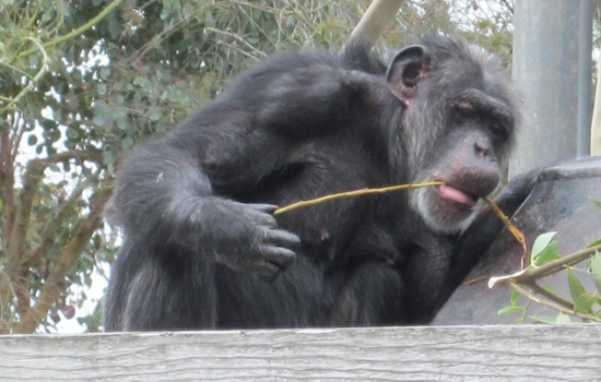 San Francisco Zoo Mourns Loss of Maggie, Beloved Chimpanzee and One of the Nation's Oldest