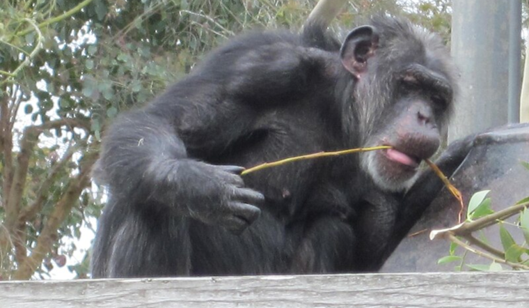 San Francisco Zoo Mourns Loss of Maggie, Beloved Chimpanzee and One of the Nation's Oldest