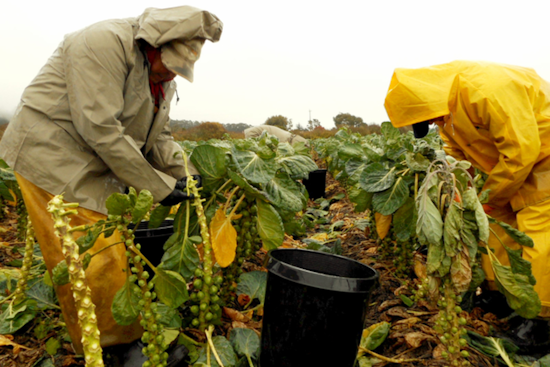 San Mateo County Celebrates Farmworker Awareness Week with Cultural and Educational Events