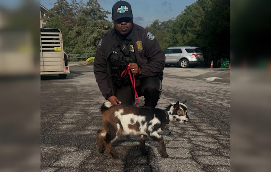 Sandy Springs Police Department Welcomes Unconventional Recruit, K-9 Jumper the Goat