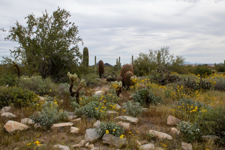 Scottsdale's McDowell Sonoran Preserve Hosts Spring Safety Events for Hikers and Pet Owners