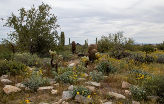Scottsdale's McDowell Sonoran Preserve Hosts Spring Safety Events for Hikers and Pet Owners