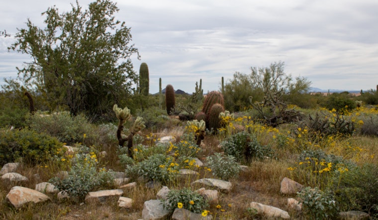 Scottsdale's McDowell Sonoran Preserve Hosts Spring Safety Events for Hikers and Pet Owners
