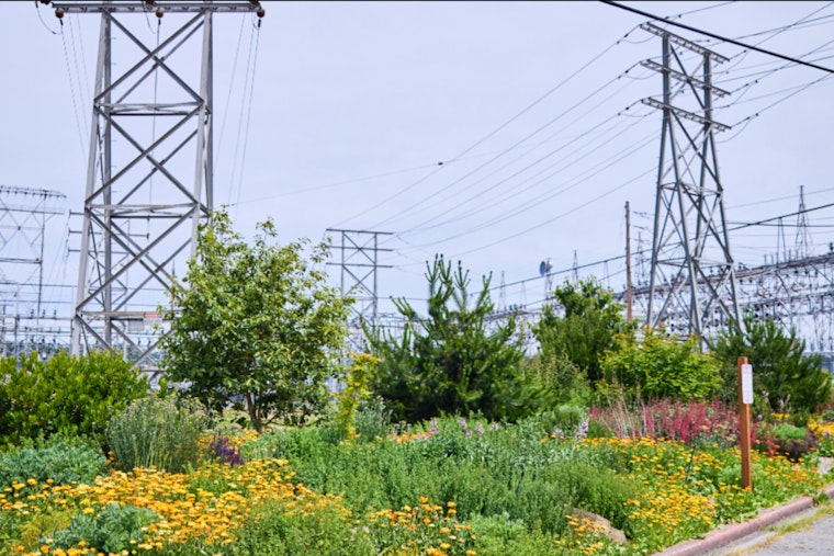 Seattle City Light Honored with Tree Line USA Award for 12th Consecutive Year