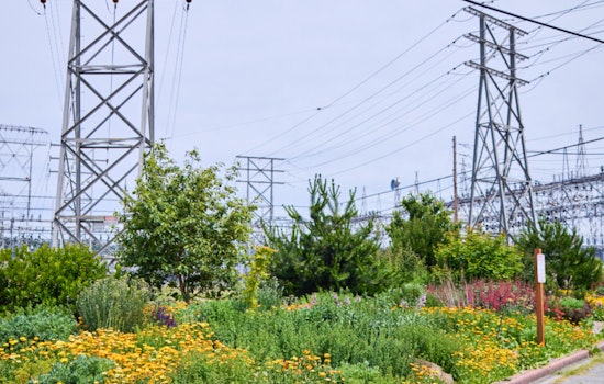 Seattle City Light Honored with Tree Line USA Award for 12th Consecutive Year