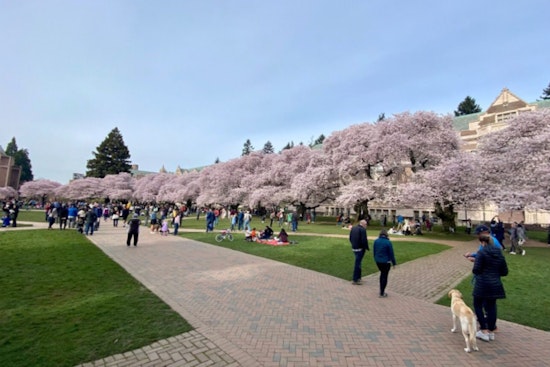 Seattle's UW Campus Attracts Blossom Enthusiasts, Embrace Sustainable Travel During Cherry Blossom Festival