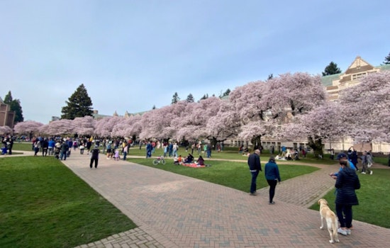 Seattle's UW Campus Attracts Blossom Enthusiasts, Embrace Sustainable Travel During Cherry Blossom Festival