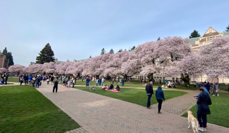 Seattle's UW Campus Attracts Blossom Enthusiasts, Embrace Sustainable Travel During Cherry Blossom Festival