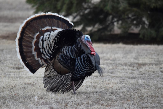 Sharpen Your Turkey Hunting Skills at Free Seminar in Pueblo with Colorado Wildlife Experts