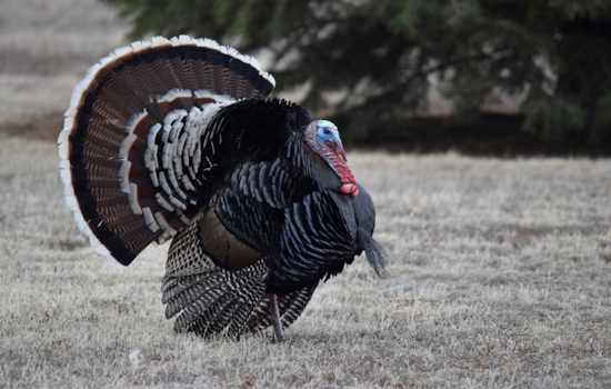Sharpen Your Turkey Hunting Skills at Free Seminar in Pueblo with Colorado Wildlife Experts