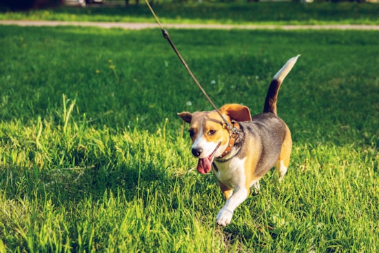 Shrewsbury Officials Urge Residents to Keep Dogs Restrained as Spring Season Approaches