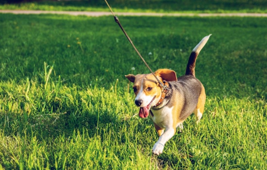 Shrewsbury Officials Urge Residents to Keep Dogs Restrained as Spring Season Approaches