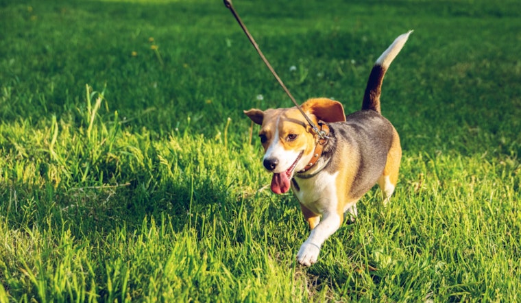 Shrewsbury Officials Urge Residents to Keep Dogs Restrained as Spring Season Approaches